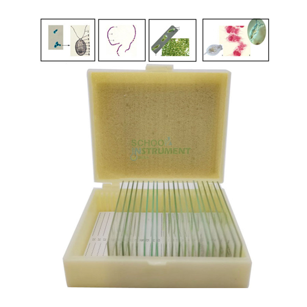 Protozoa & Algae Slide Set of 2